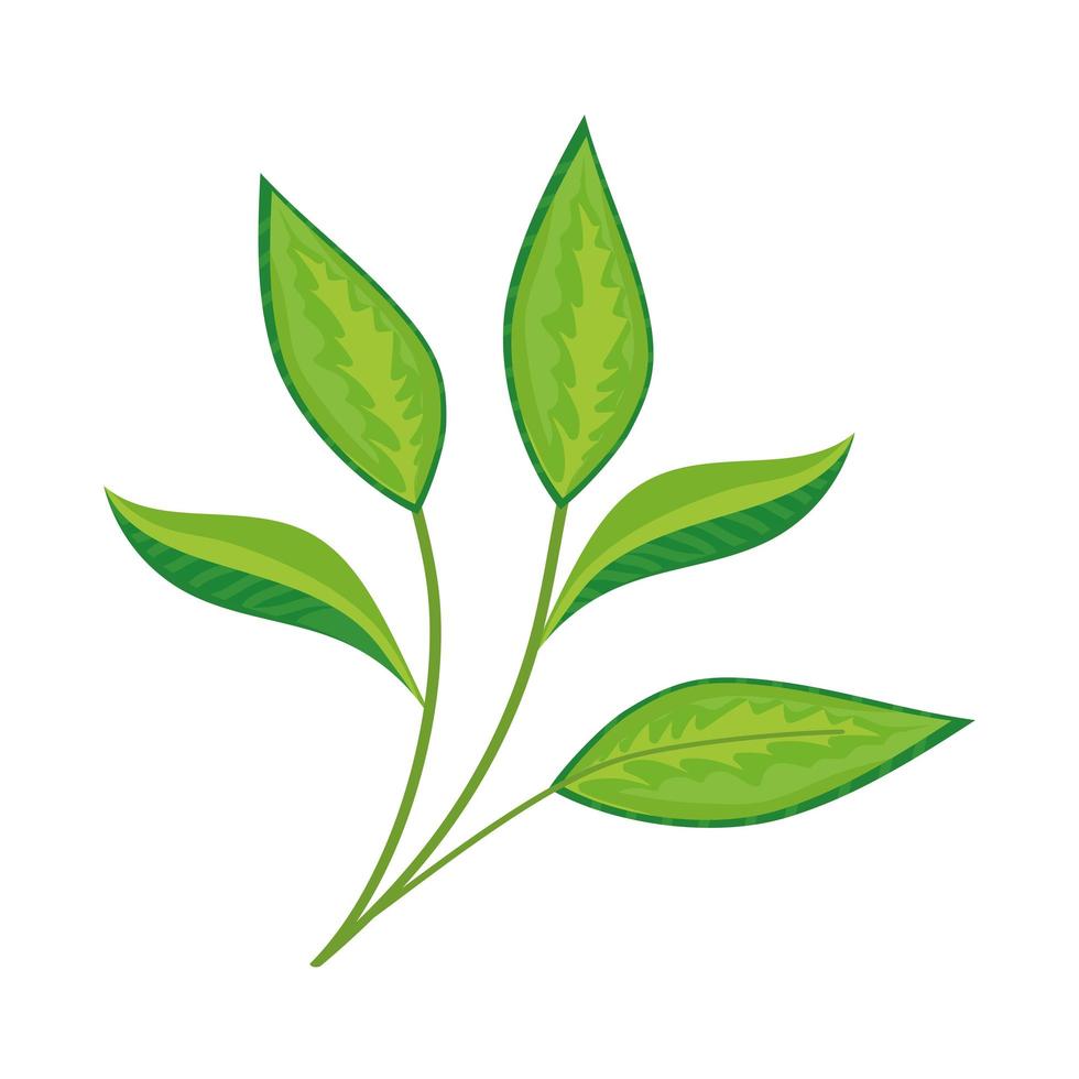 green tea leafs vector