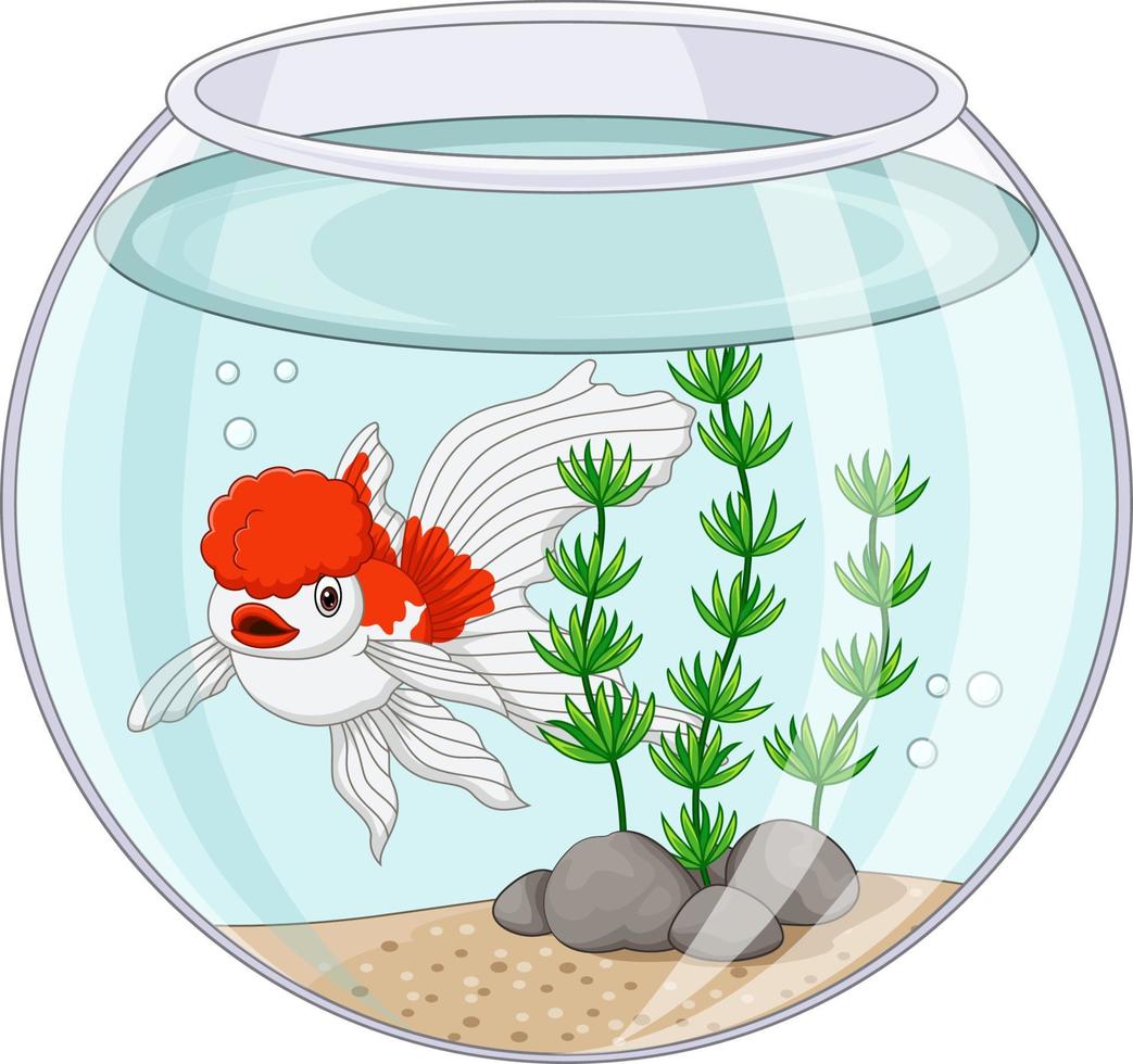 Cartoon oranda goldfish swimming in fishbowlCartoon oranda goldfish swimming in fishbowl vector