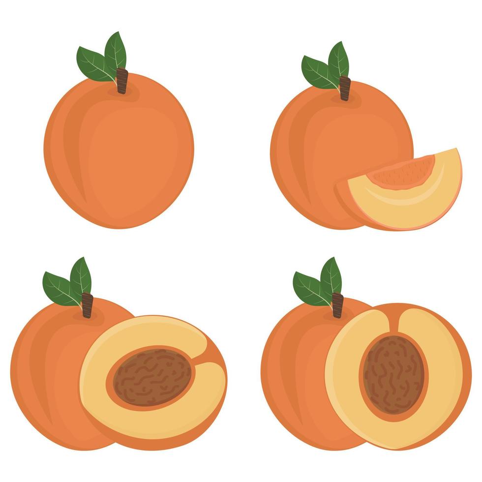 Set of Fruit peach halves with a stone, color isolated vector illustration
