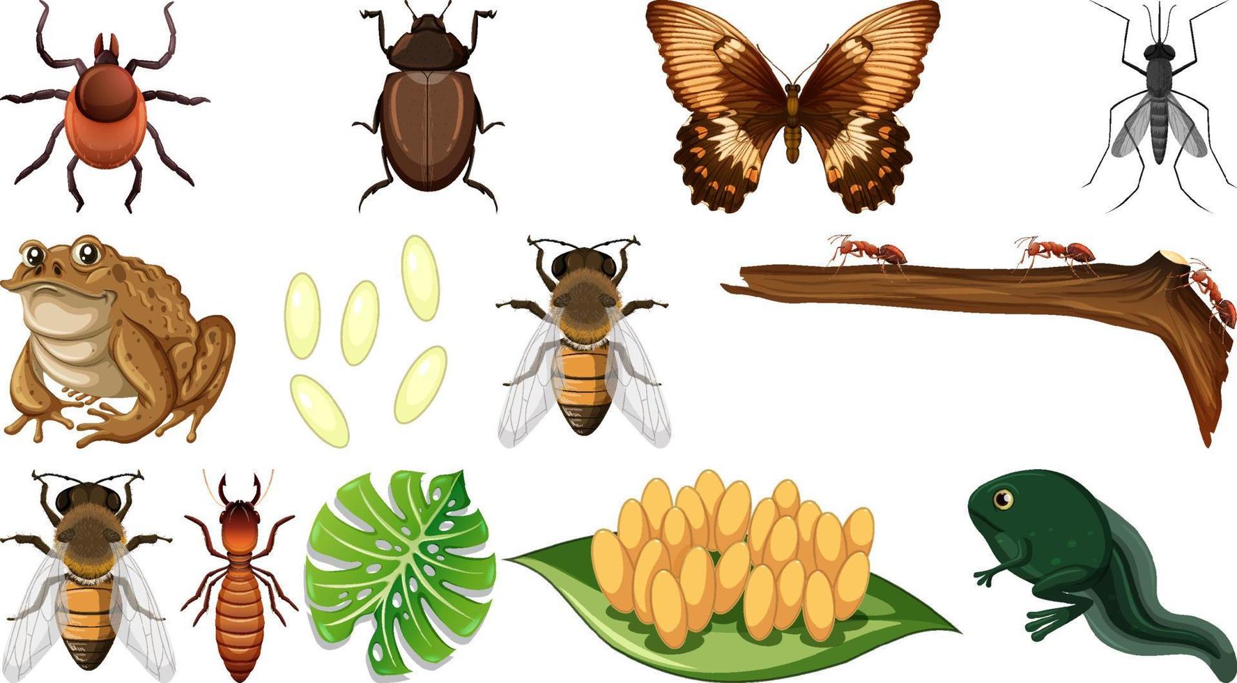 Colección de diferentes insectos aislado sobre fondo blanco. vector