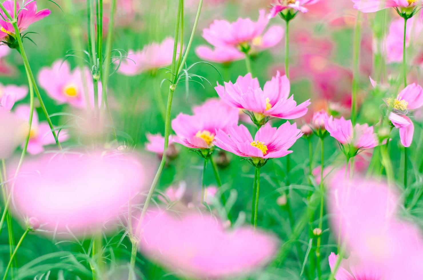Soft focus pink cosmos flowers in the garden. photo