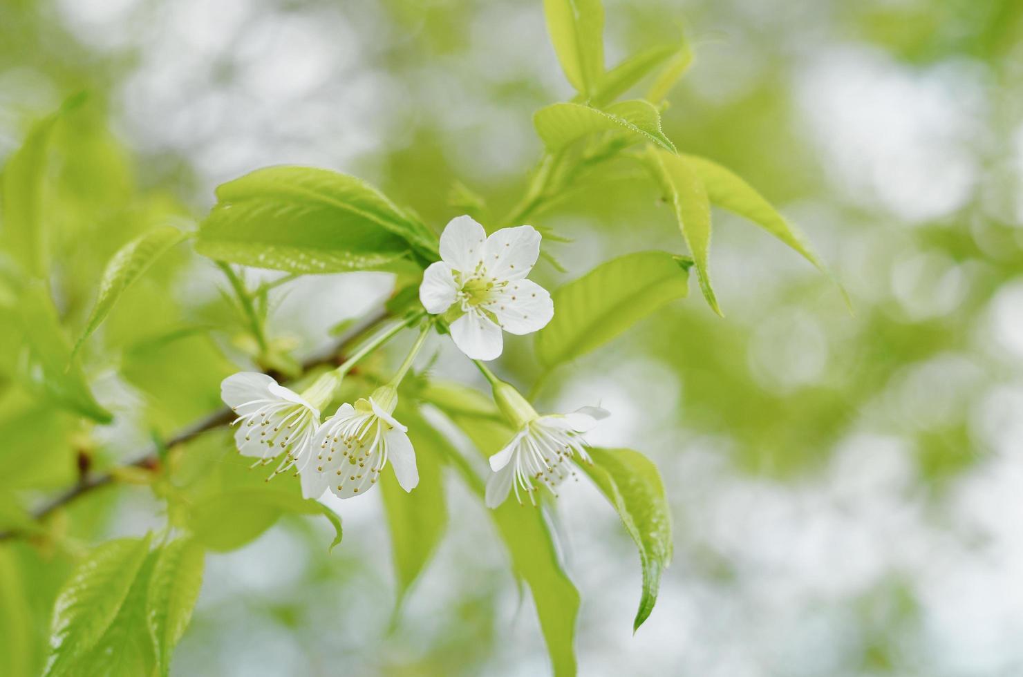 enfoque suave de la flor de cerezo blanca foto