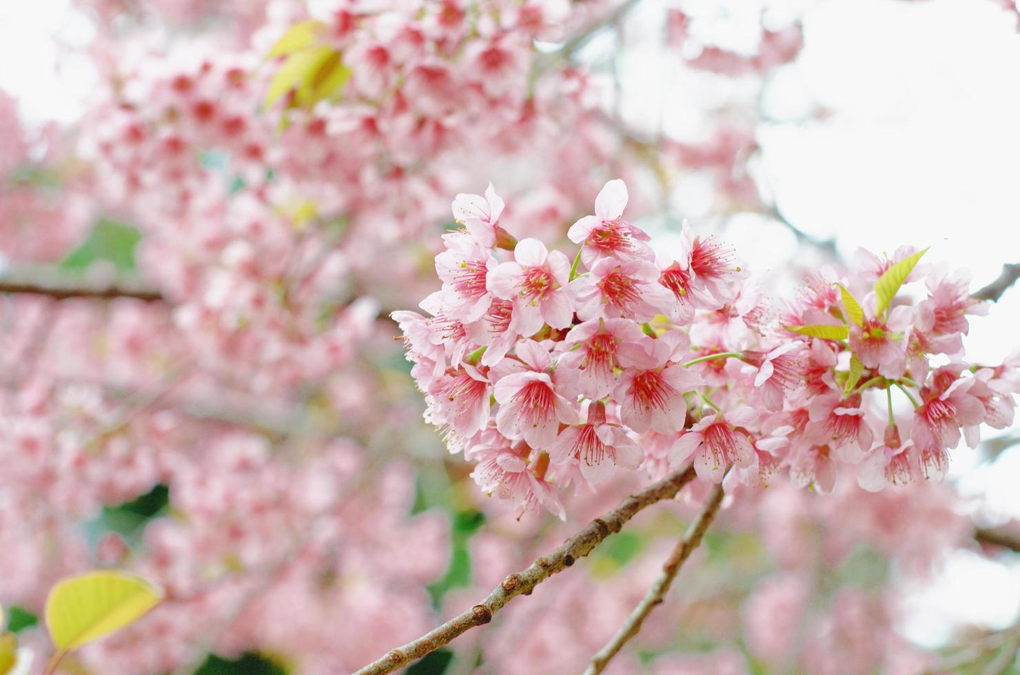 Beautiful pink cherry blossom blooms. photo