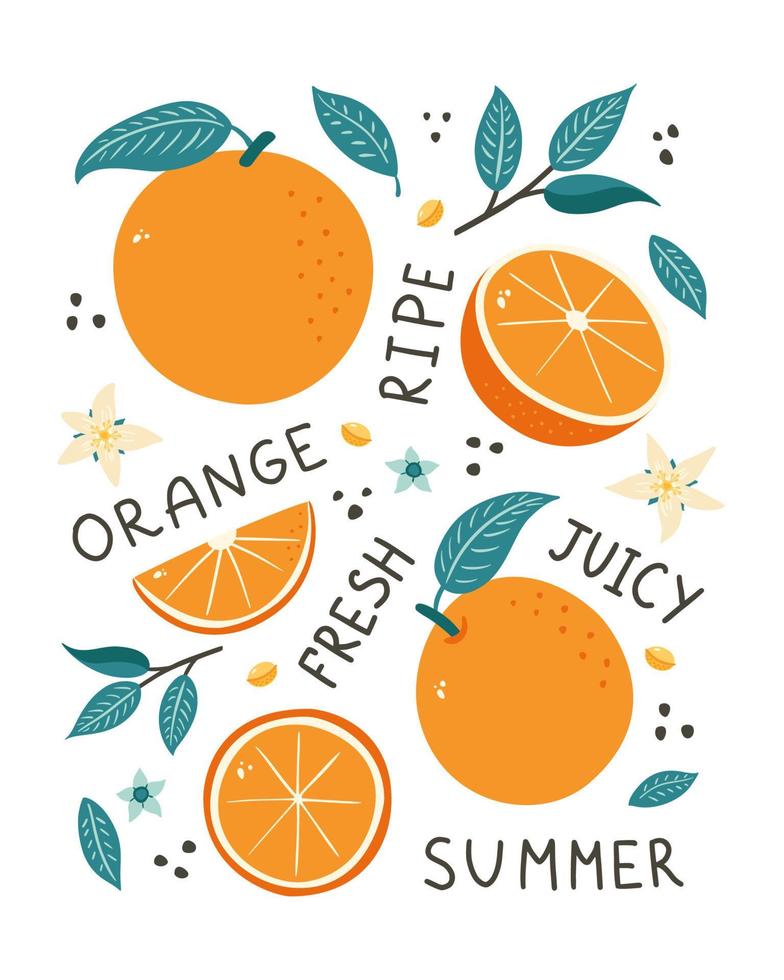 Orange Fruits Hand Drawn Poster. Doodle style citrus, leaves, seeds and blossoms vector illustration for banner, background, menu, market label, food package design and decoration, print, sticker