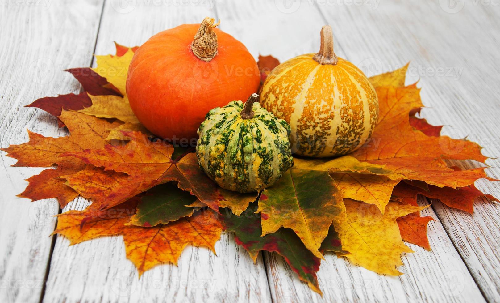 calabazas y hojas foto