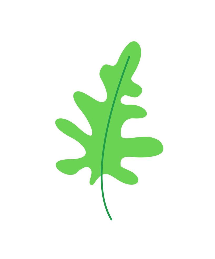 arugula leaf. tree leaf isolate. sprig herbarium. plant - color vector illustration isolated on white background. plant design element