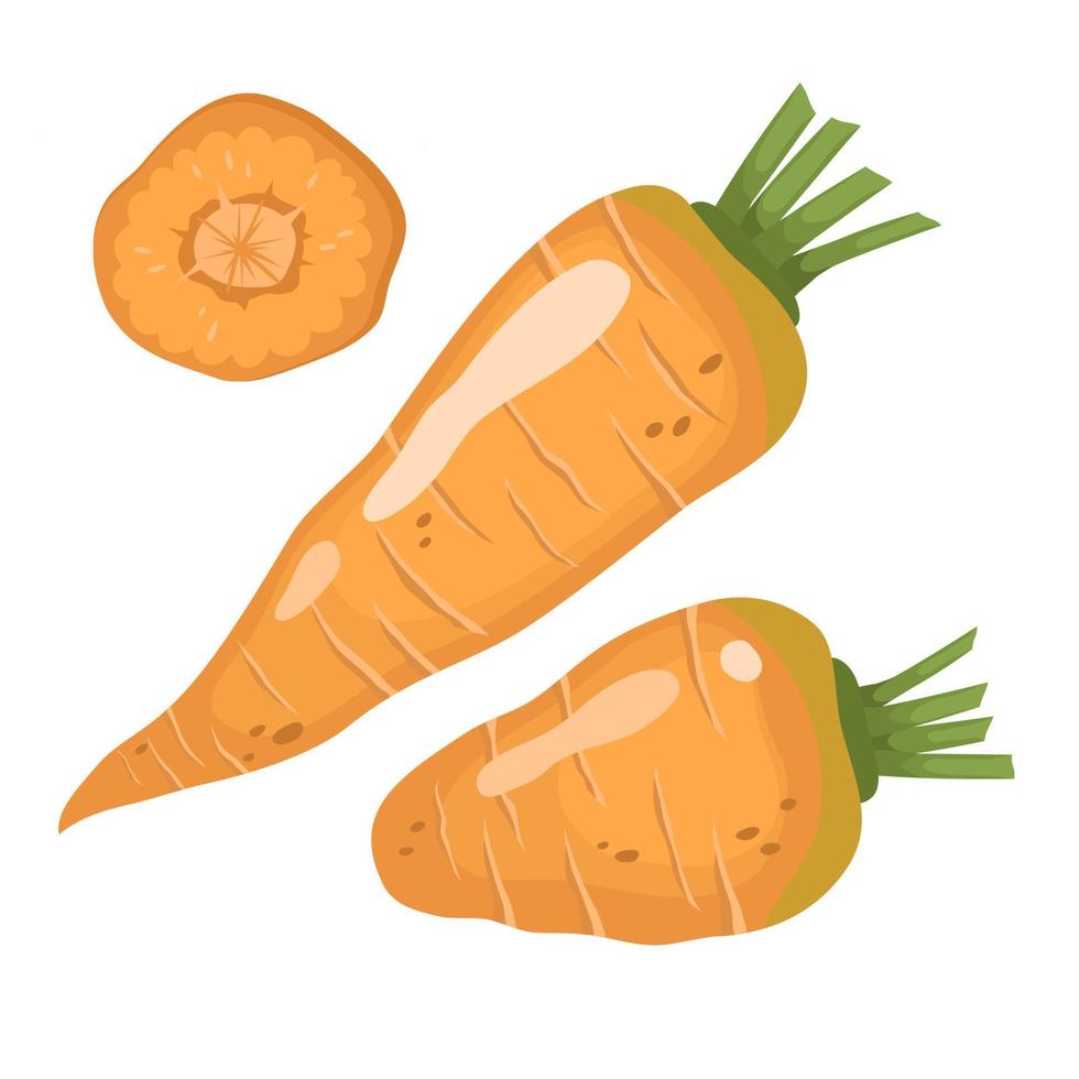 conjunto de zanahoria. ilustración vectorial de verduras frescas y  rebanadas en dibujos animados de estilo plano simple. 5337474 Vector en  Vecteezy