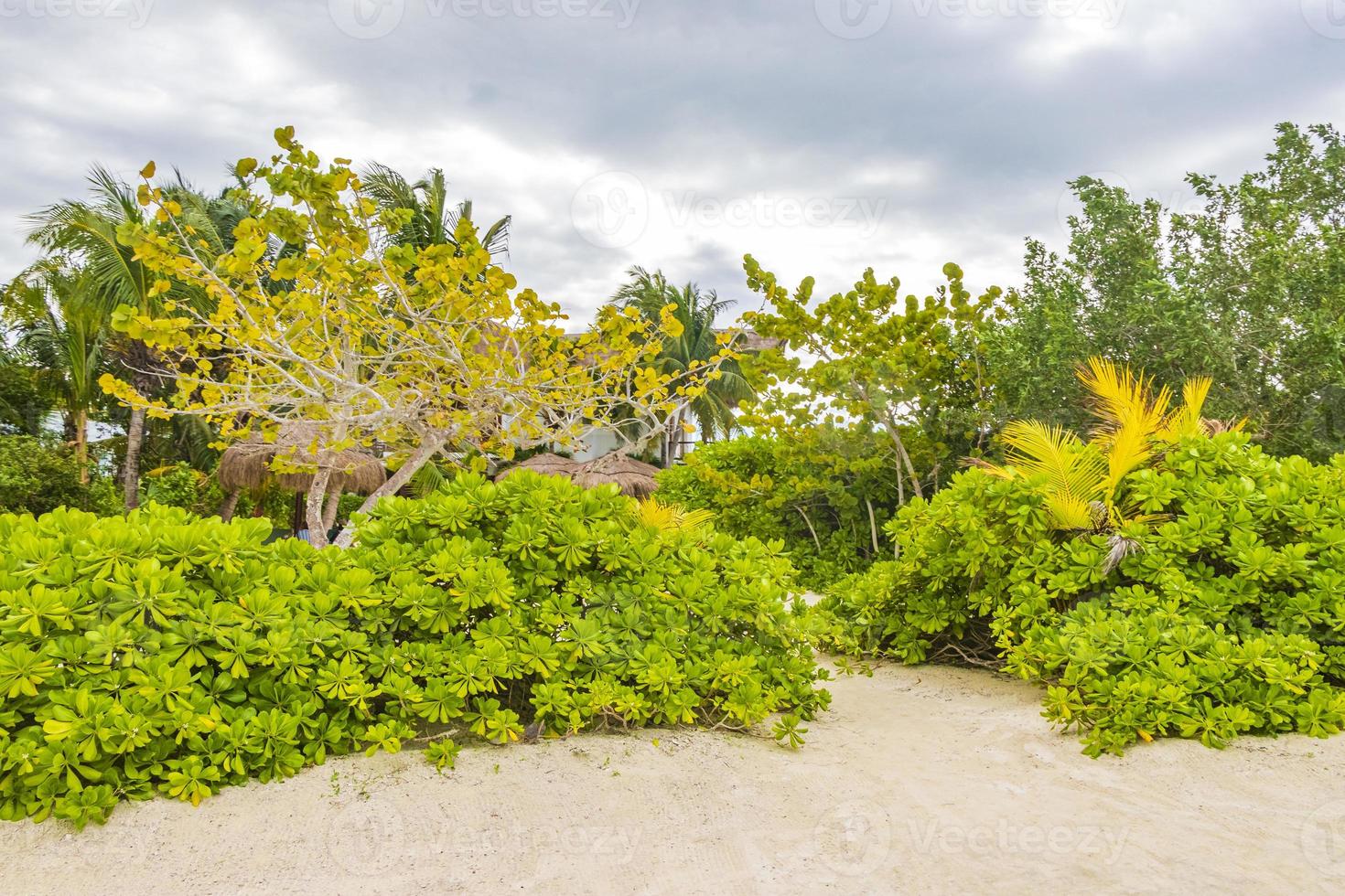 camino fangoso arenoso sendero para caminar y paisaje natural holbox méxico. foto