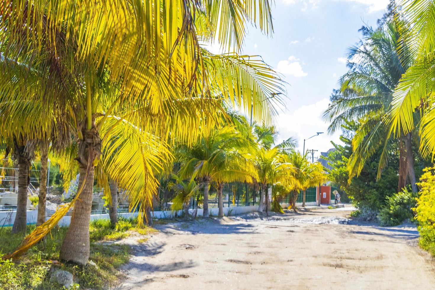 Sandy muddy road walking path and nature landscape Holbox Mexico. photo