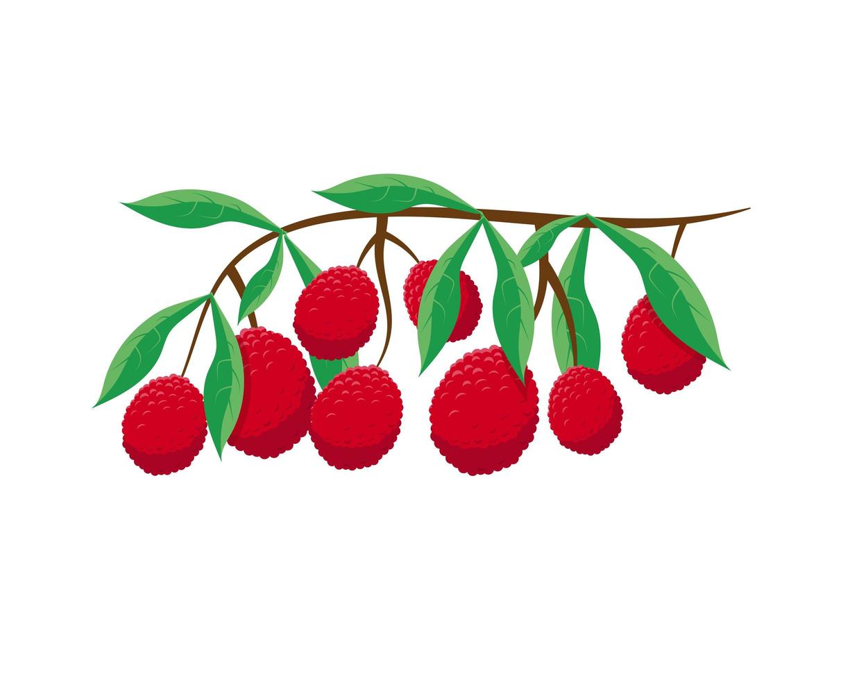 Lychee fresh fruits on the branch vector