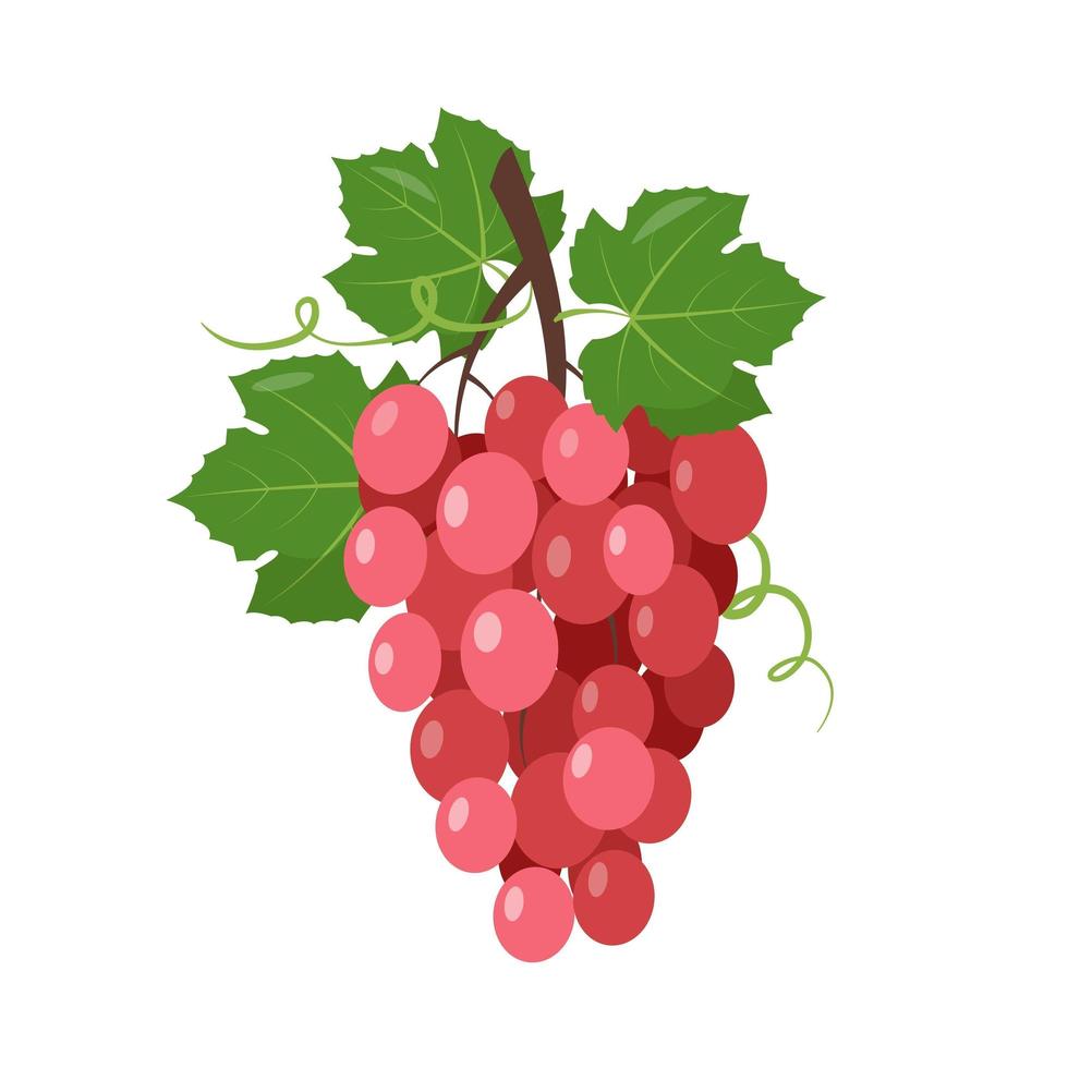 Red wine muscatel Grapes bunch with berries and leaves vector