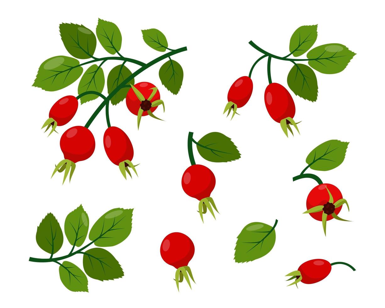 Red wild rosehip berries on branch with green leaves set. vector