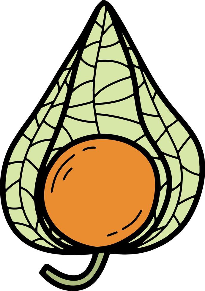 Doodle colorful physalis fruit vector illustration. Orange exotic tasty fruit illustration with black line.