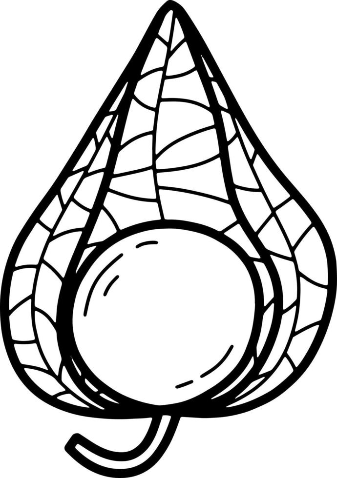 Doodle black line physalis fruit vector illustration. Exotic tasty fruit illustration line art style.