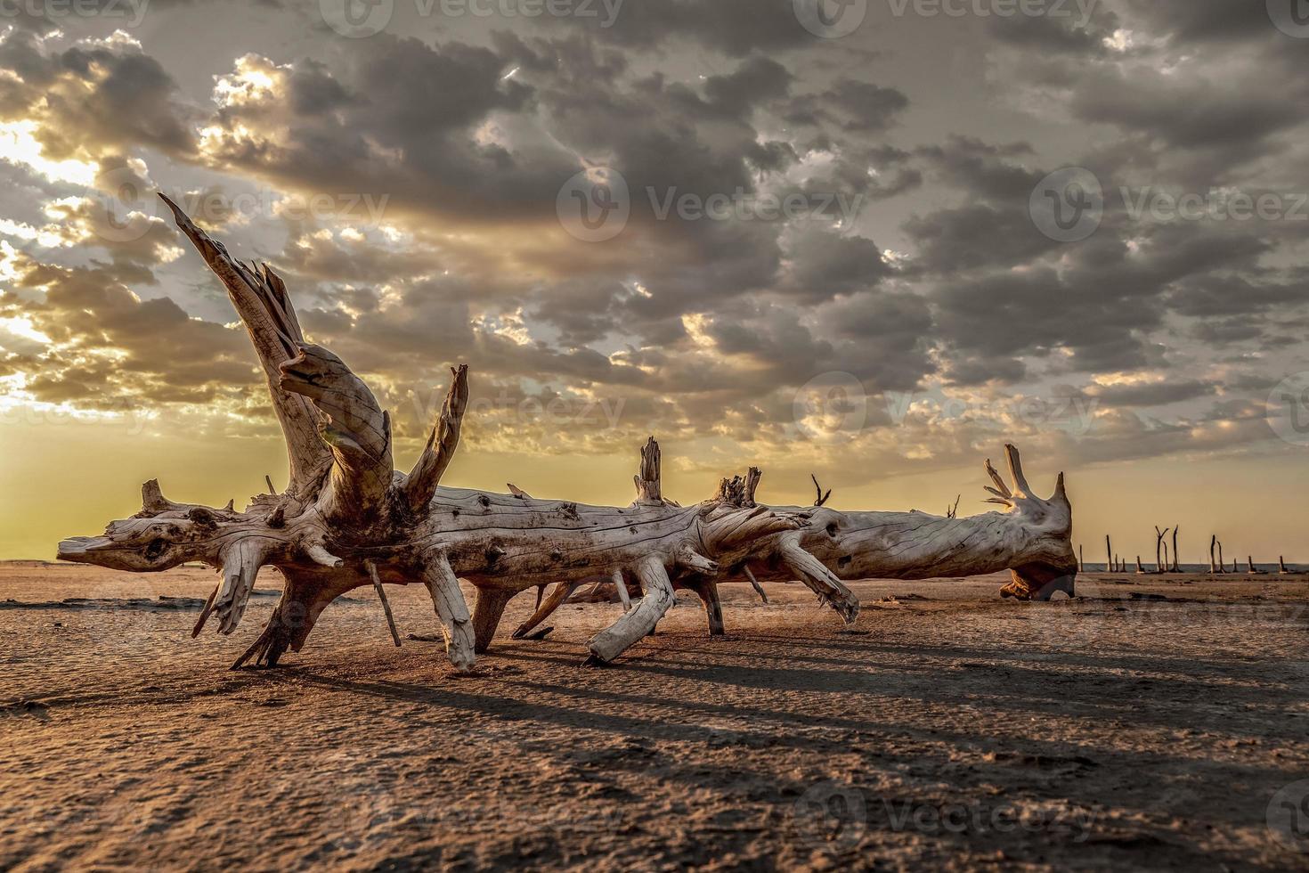 vista panorámica de la naturaleza con un tronco de árbol muerto y seco como primer plano. foto