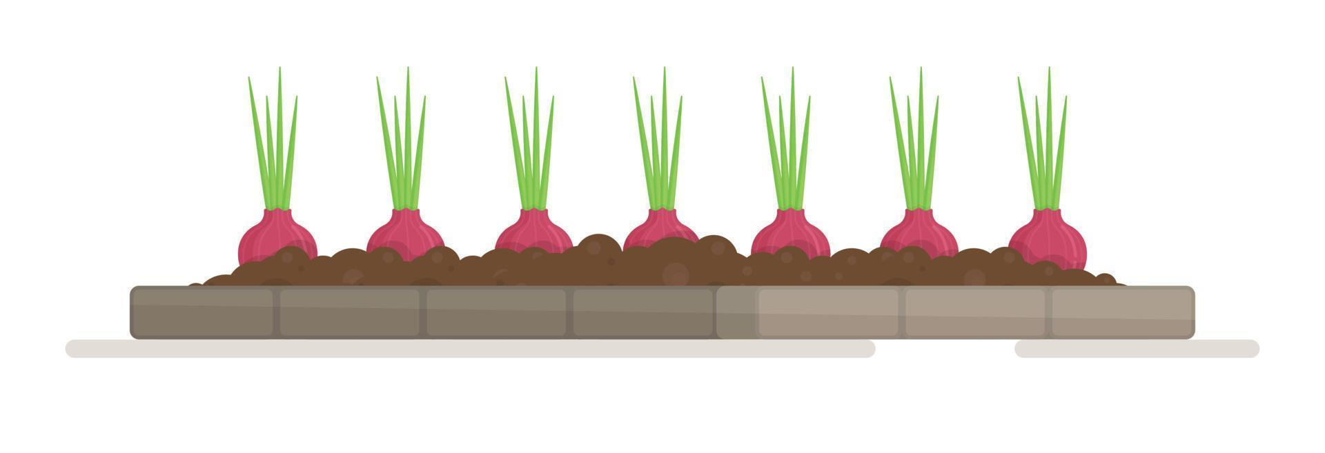 A bed of onions and radishes. Vector illustration of planting seedlings in the vegetable garden. The work of a gardener.