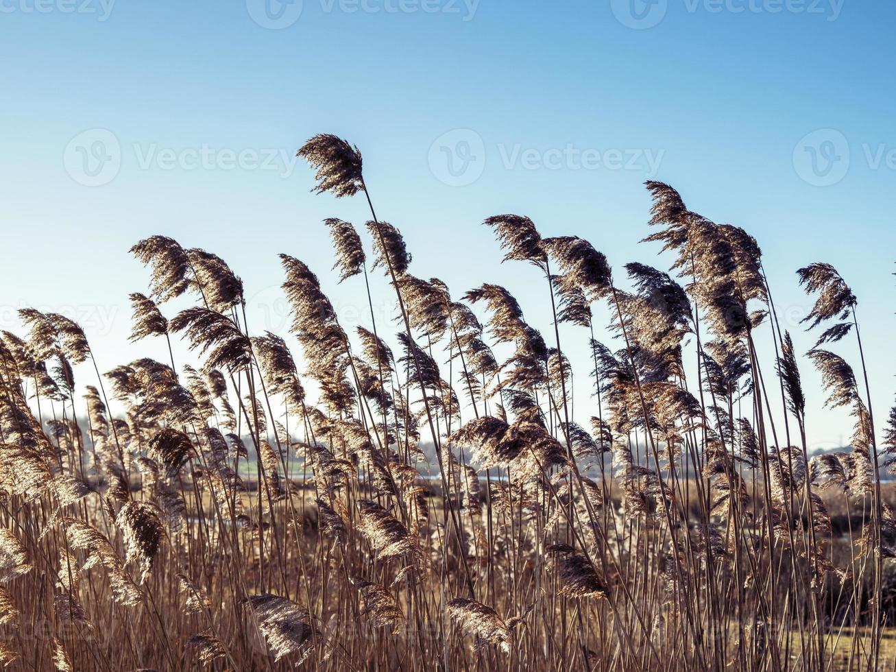 Golden flowering reeds blowing in a gentle breeze photo