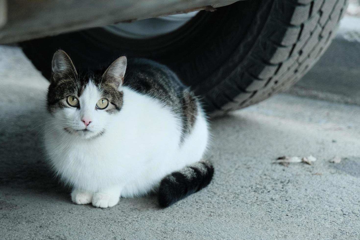 cute black with the white domestic cat hiding under the car and watching people photo