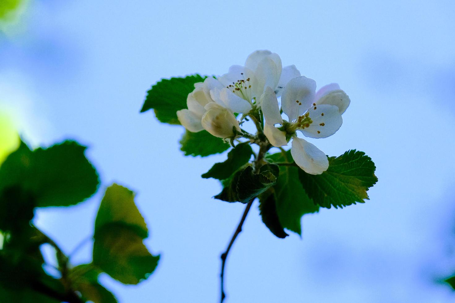 closeup of blossoming branch of wild apple tree with leaves and buds on the blue sky background in spring photo