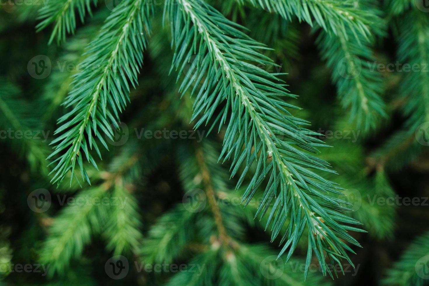 fir-tree branches pattern closeup, pine tree outdoor in the spring forest photo