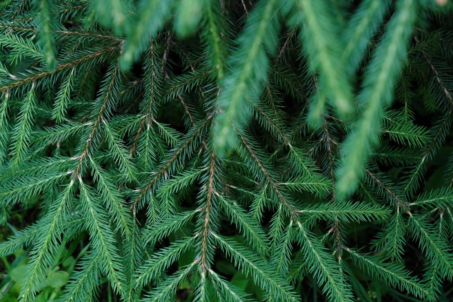 close up of lush pine branches with beautiful needles pattern photo