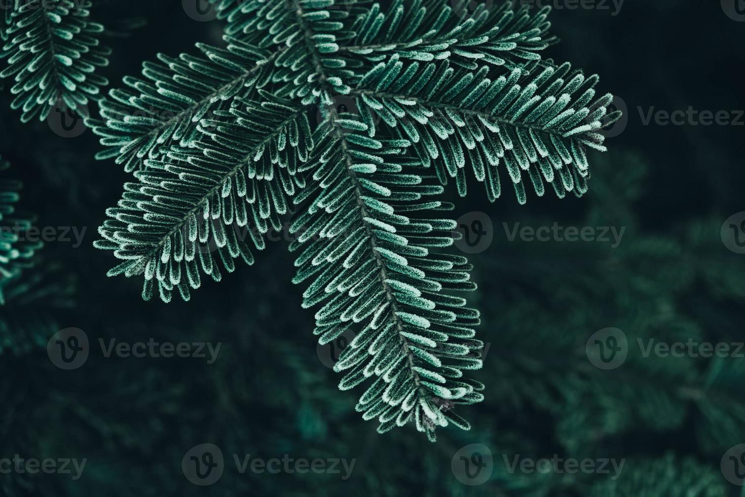 Frozen Christmas trees. Green pine branches are covered with hoarfrost. Winter and Christmas background photo