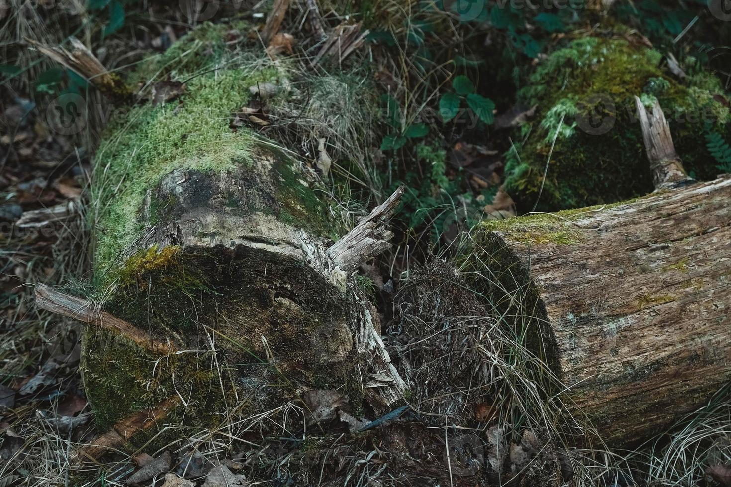 Old rotten logs covered with moss lie on ground in the wild forest among trees photo