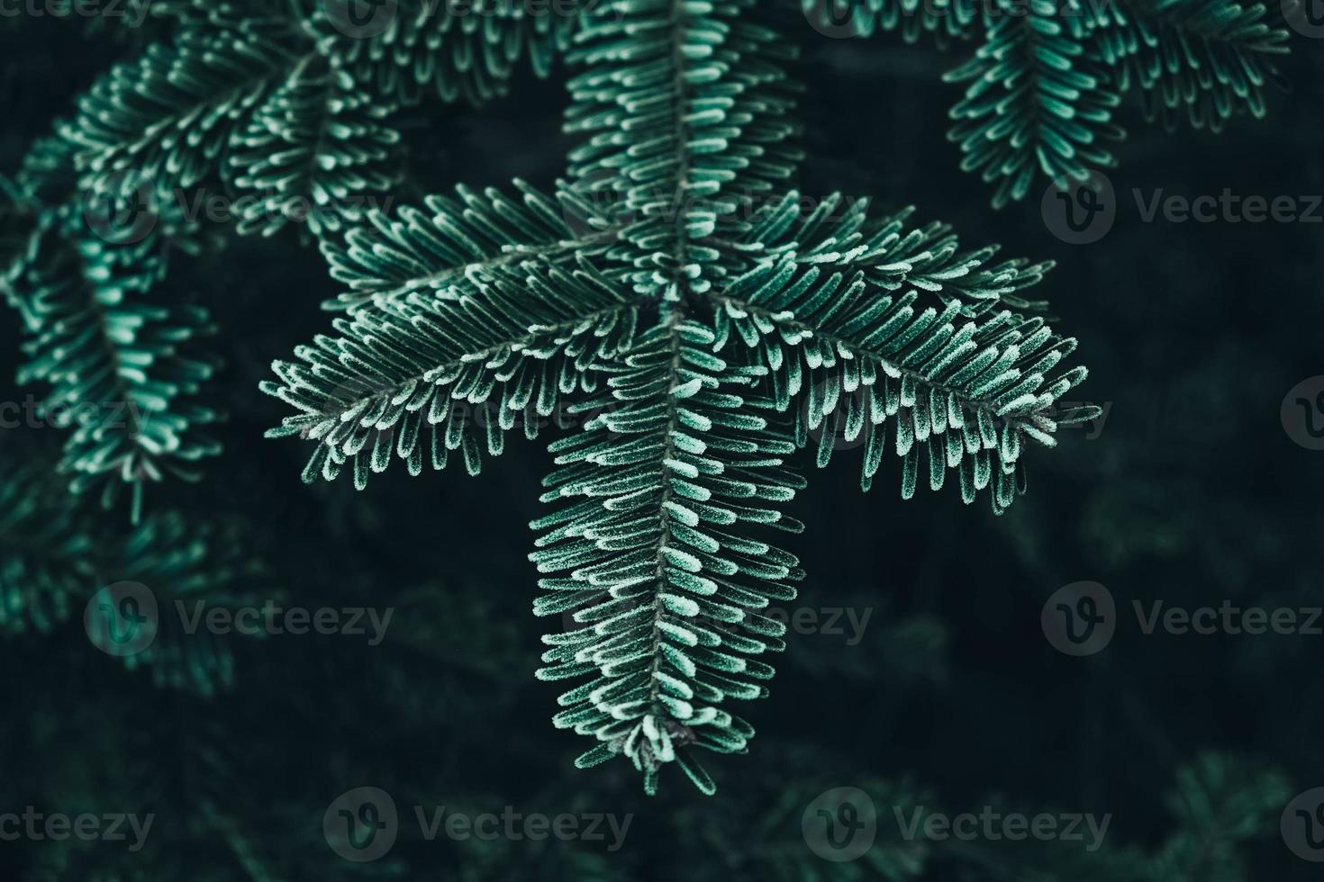 Frozen Christmas trees. Green pine branches are covered with hoarfrost. Winter and Christmas background photo