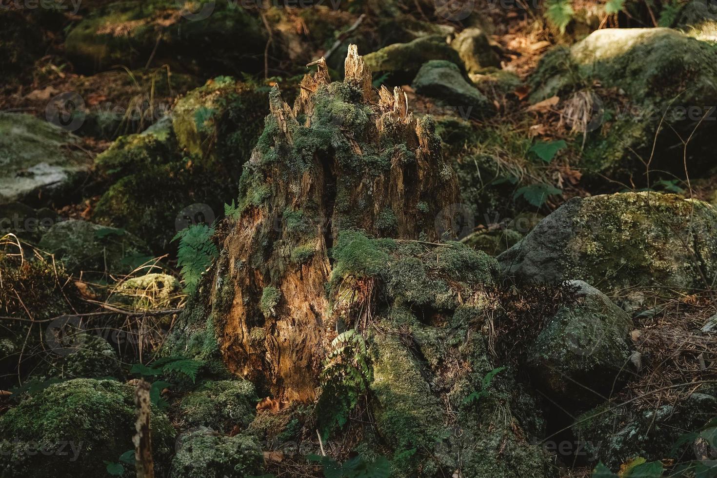 Old wooden stump covered with moss in the middle. Copy, empty space for text photo