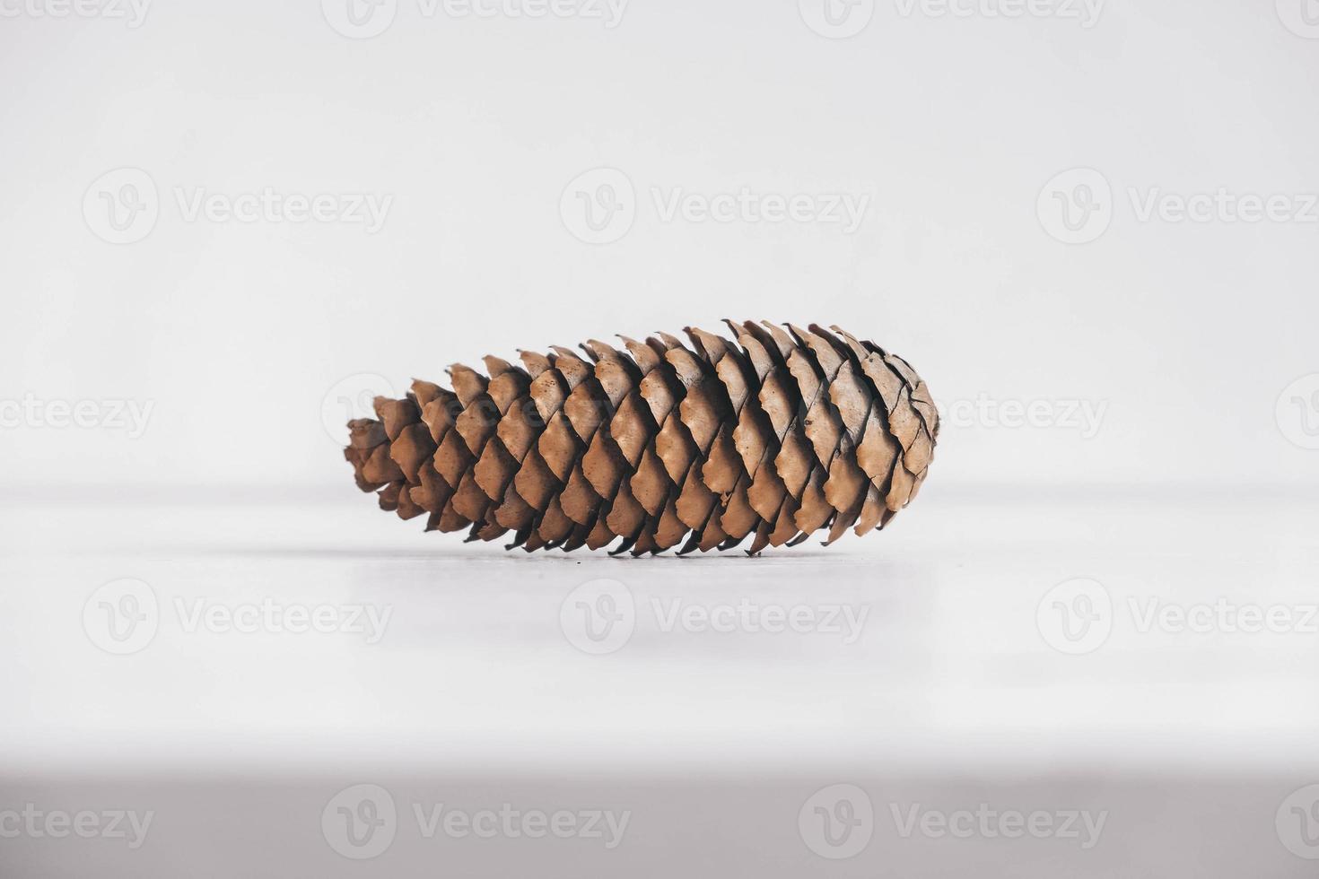 un cono de pino sobre un fondo blanco. copiar, espacio vacío para texto foto