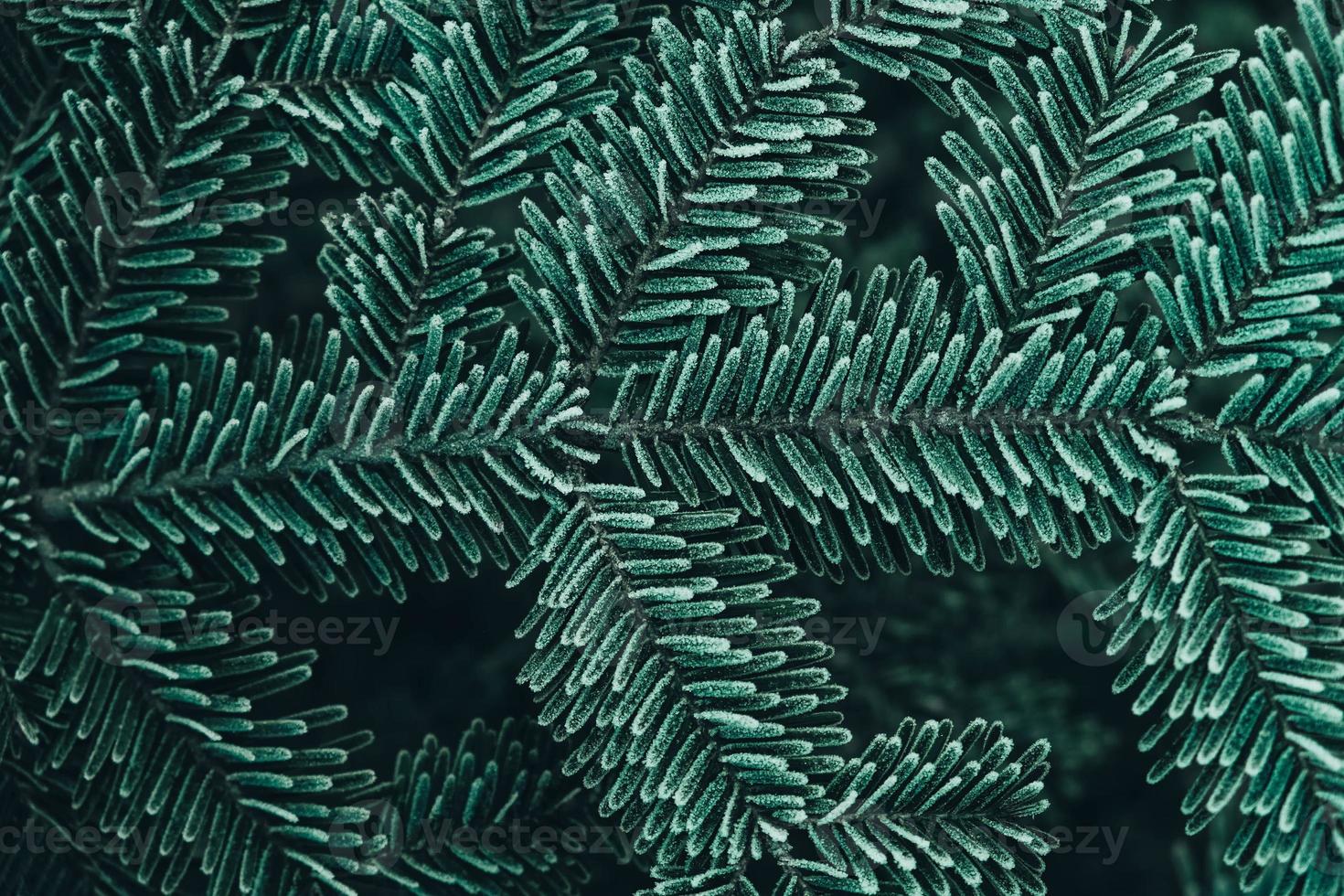 Frozen Christmas trees. Green pine branches are covered with hoarfrost. Winter and Christmas background photo