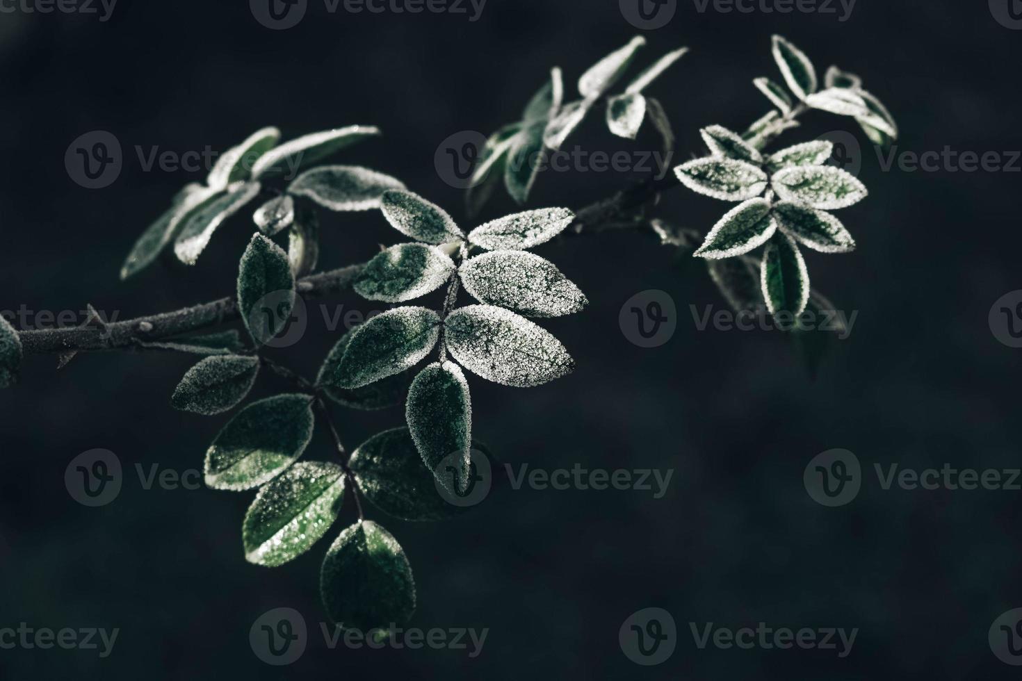 Green frozen leaves on a branch. The leaves are covered with hoarfrost. Copy, empty space for text photo