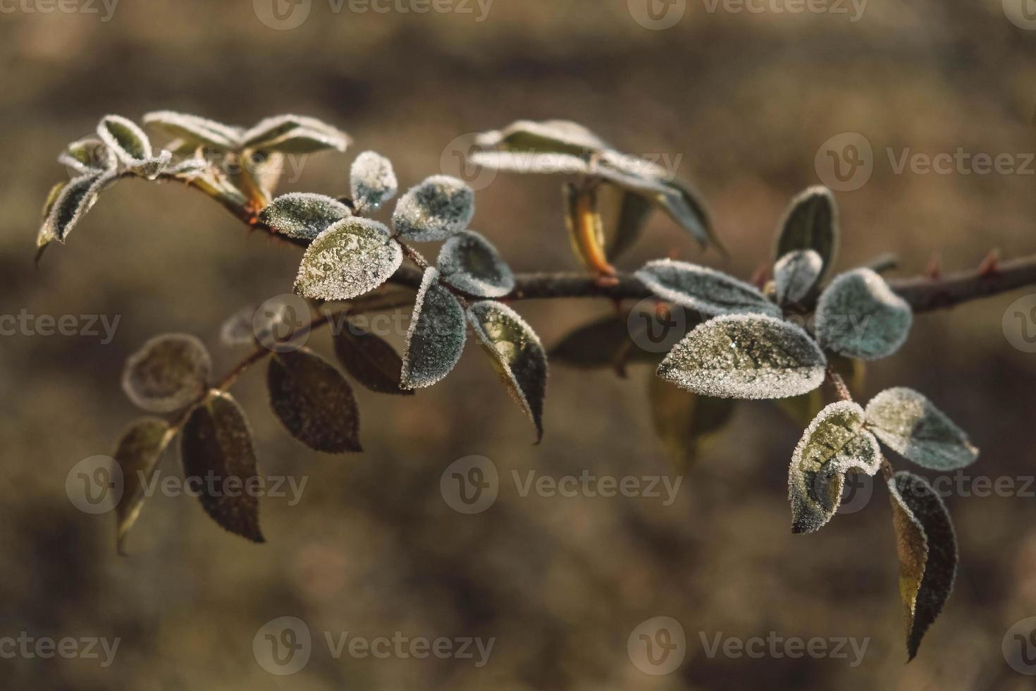 Green frozen leaves on a branch. The leaves are covered with hoarfrost. Copy, empty space for text photo