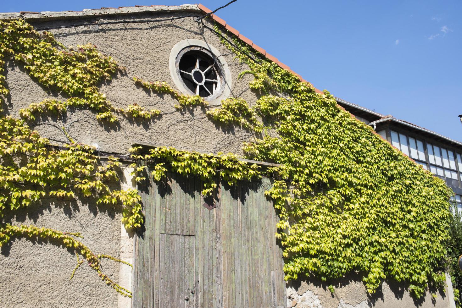 Old barn with wooden door and beautiful ivy climbing on the walls. Round window. Medina de Pomar, Merindades, Burgos, Spain photo