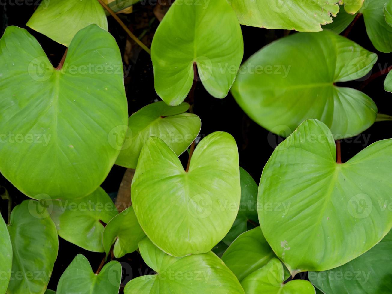 top view of Homalomena rubescens or king of heart. wallpaper or natural leaf background. plants in tropical forest photo