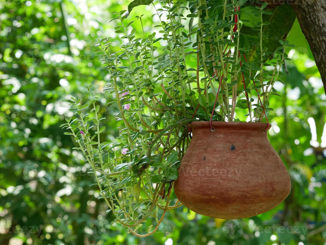 terracotta potted plant hanging. string of bananas or Curio radicans hanging in a pot photo