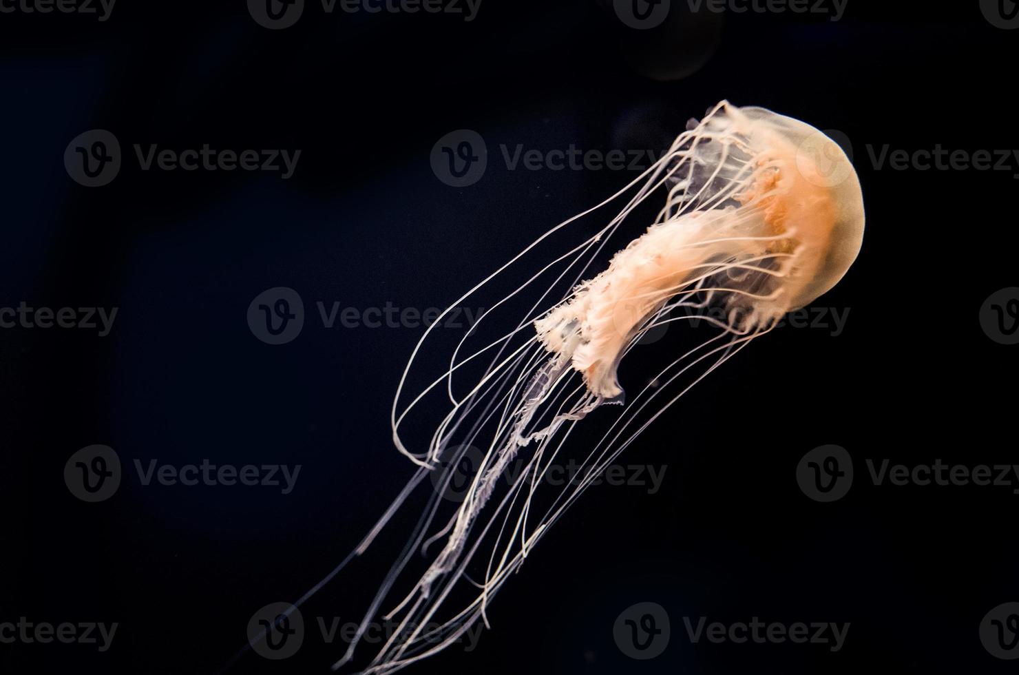 medusas bajo el agua foto