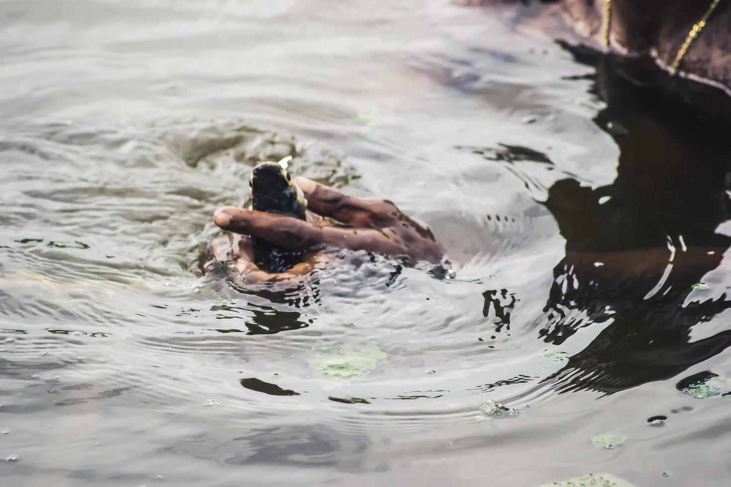 Catching a fish with bare hand 5345739 Stock Photo at Vecteezy
