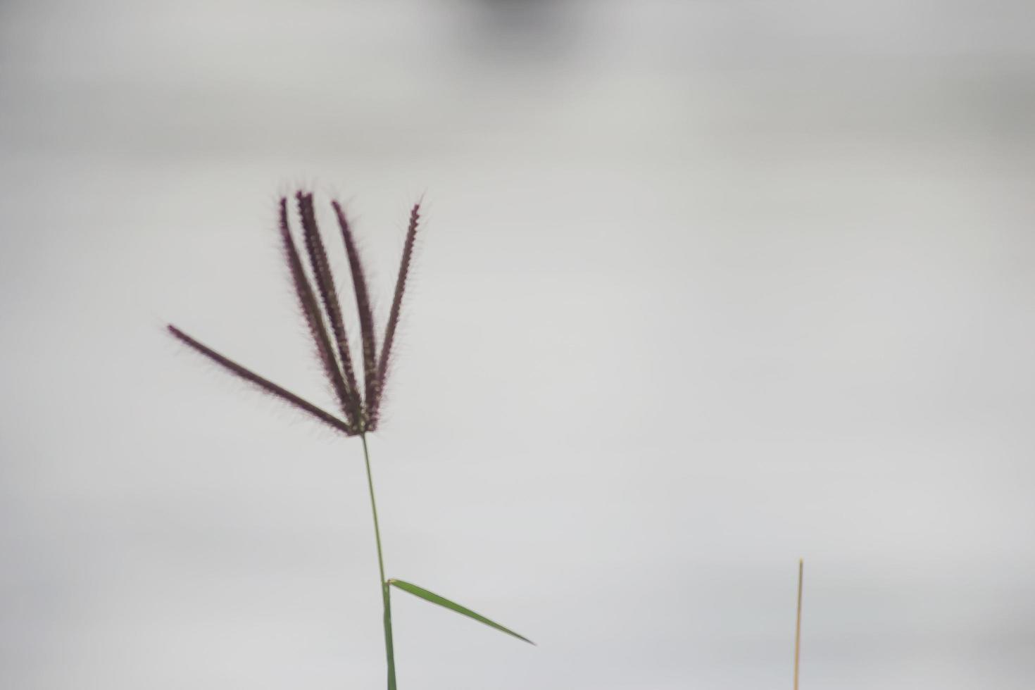 arbustos y plantas silvestres que crecen alrededor del bosque de manglares foto