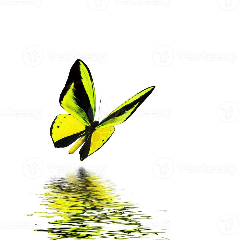 Beautiful multi-colored real butterfly flying on a white background photo
