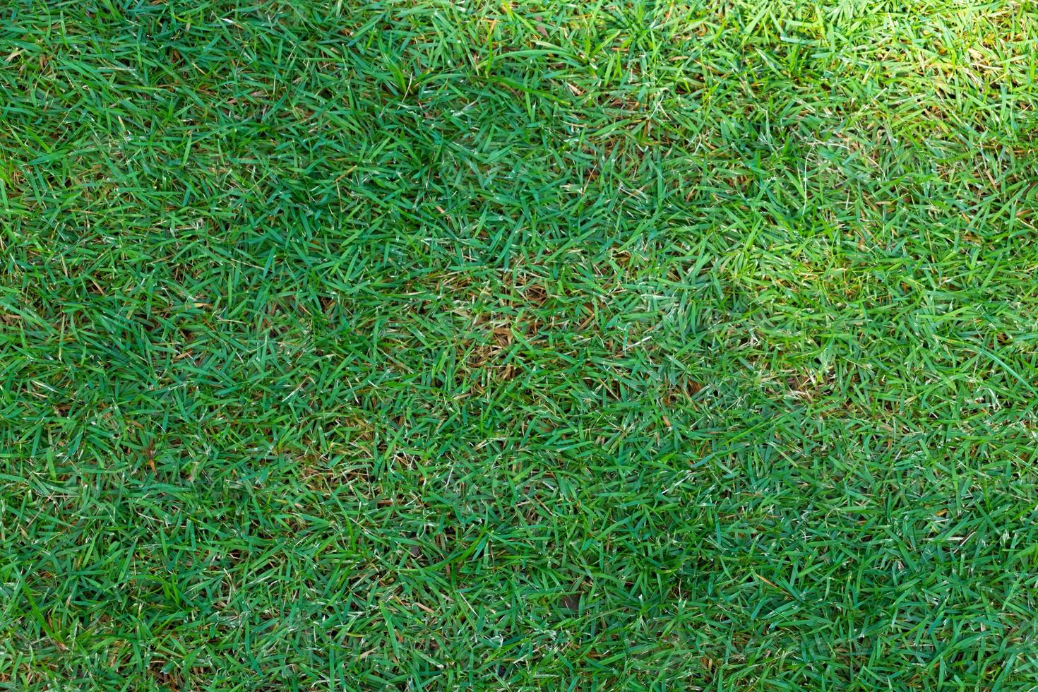 Green grass field background texture. photo