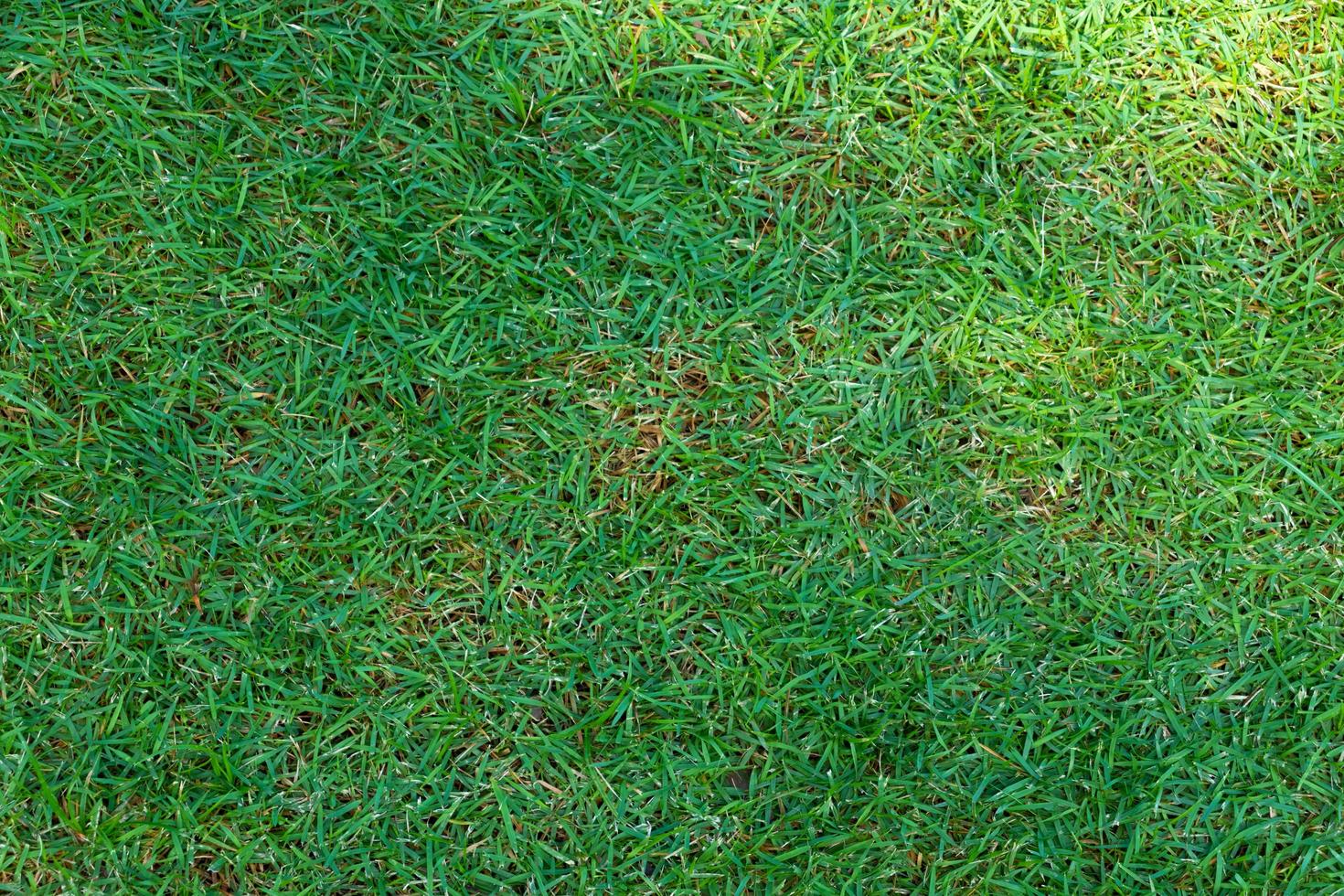 Green grass field background texture. photo