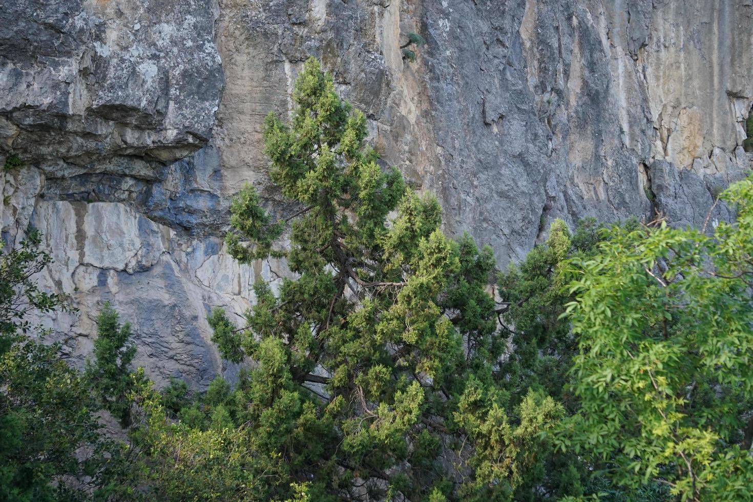 green trees on the background of high cliffs photo