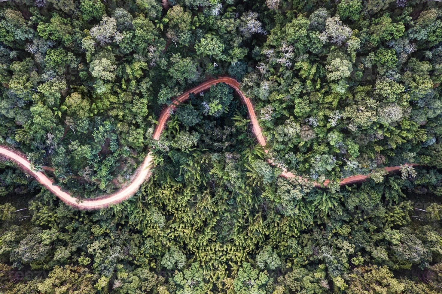 Aerial view of lush forest with winding road in tropical rainforest at national park photo