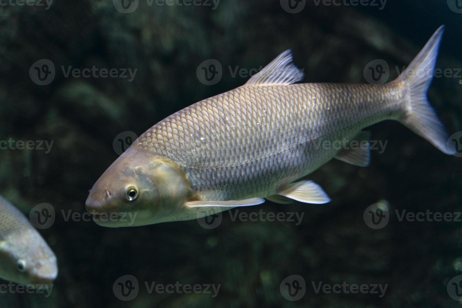 Gray river fish swims in the water of a large aquarium. Close-up. Underwater world. photo