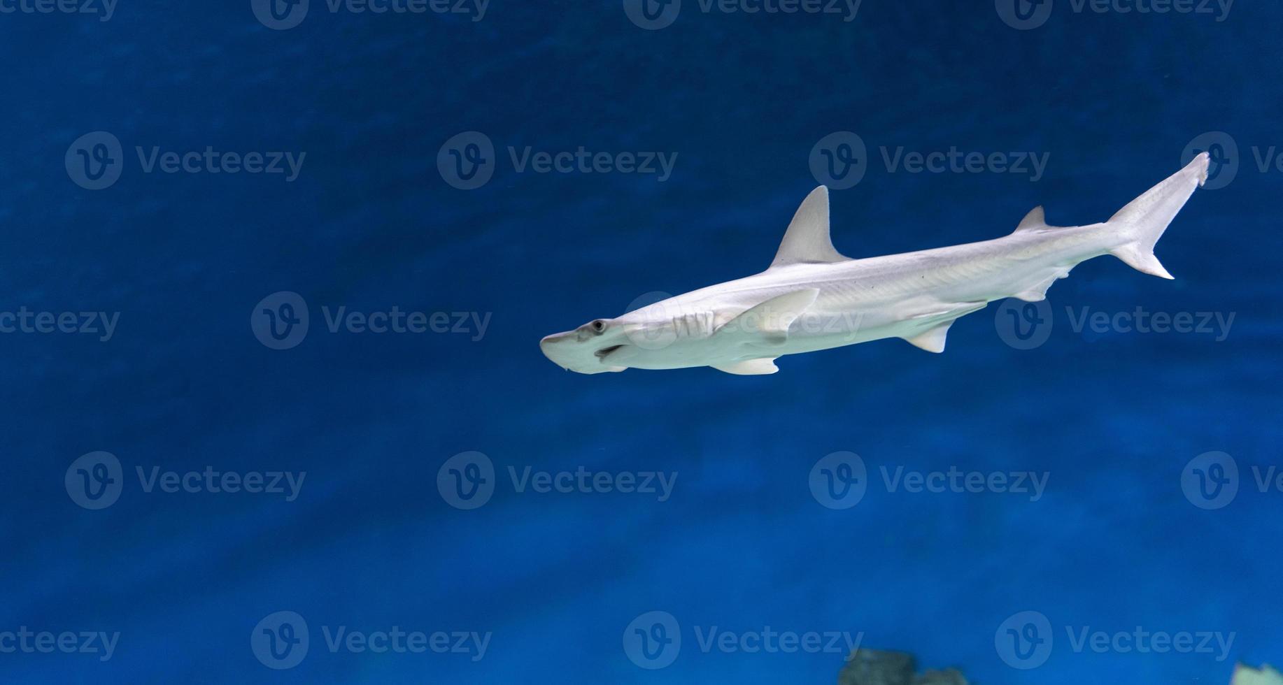 vista lateral submarina de tiburón martillo. de cerca. mundo submarino. foto