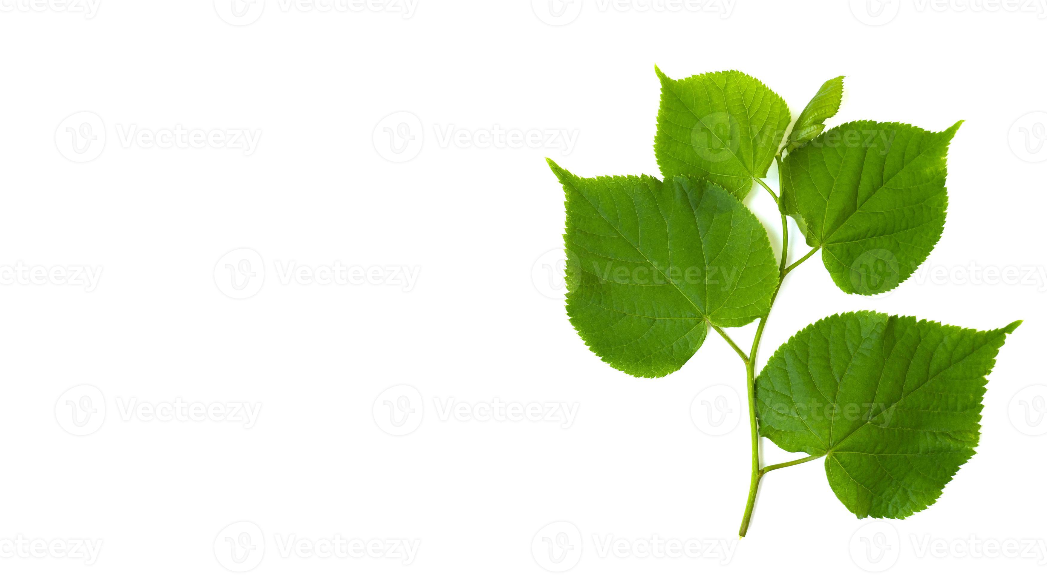 linden tree branch isolated on a white background with space for your