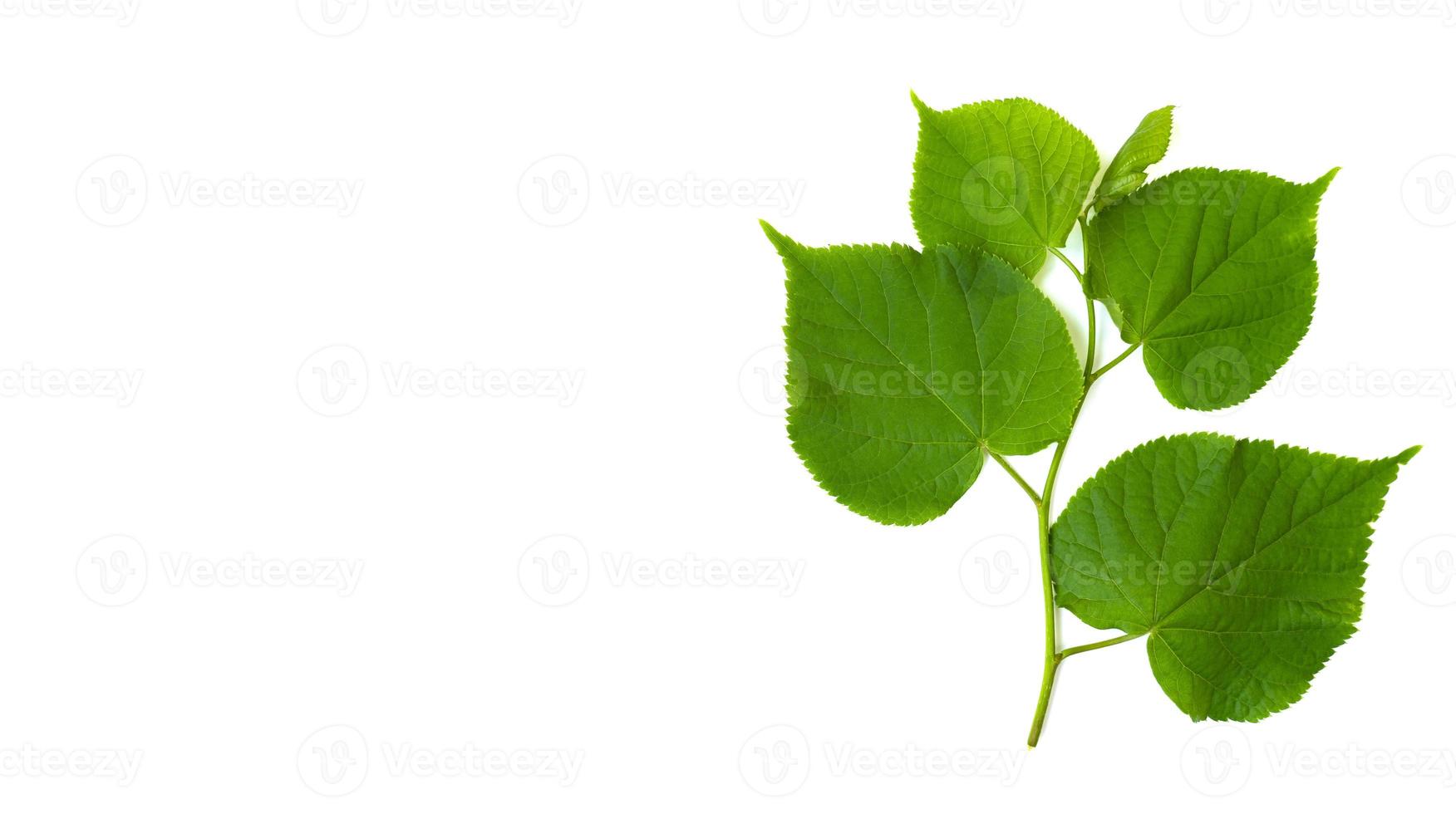 linden tree branch isolated on a white background with space for your text. Green leaves. photo