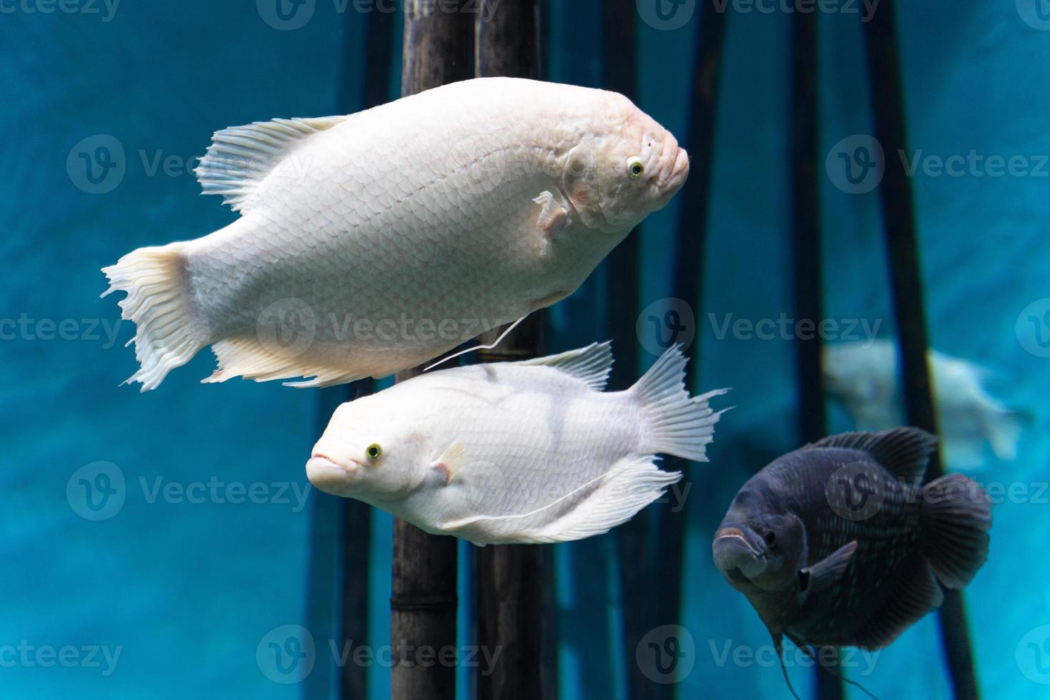 Giant gourami. A large white fish swims in the water of the aquarium. Close-up. Underwater world. photo