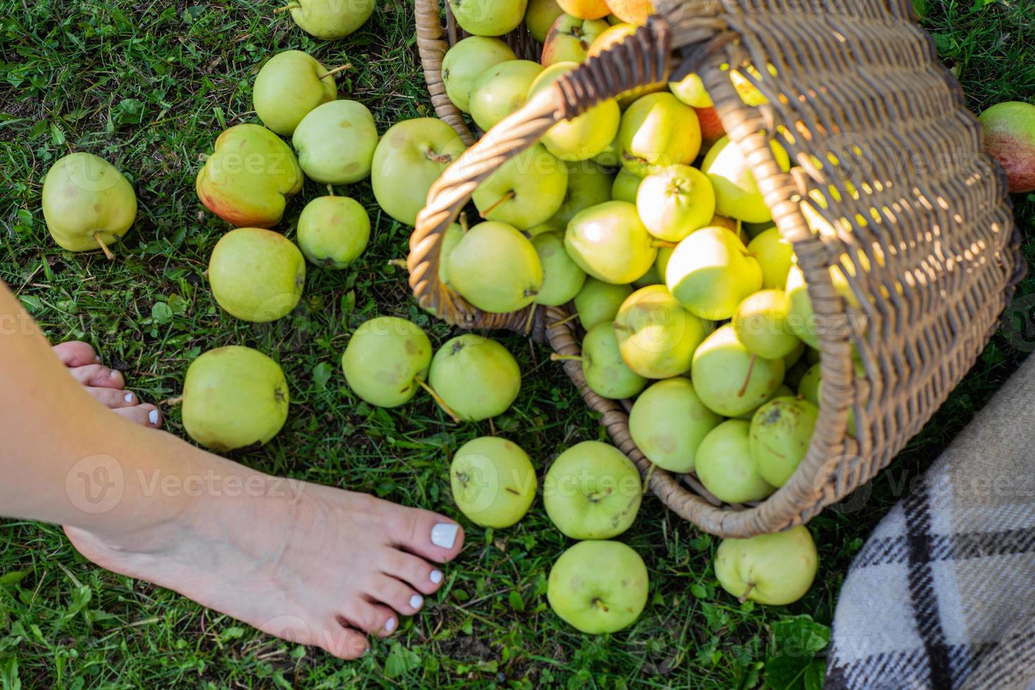 Ripe green apples in a wicker basket on a checkered bedspread top view photo